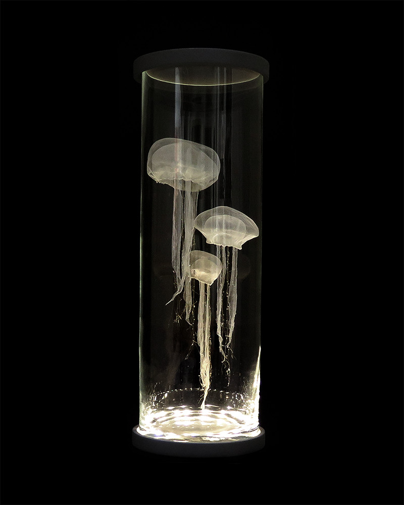 jellyfishes lamp vox populi