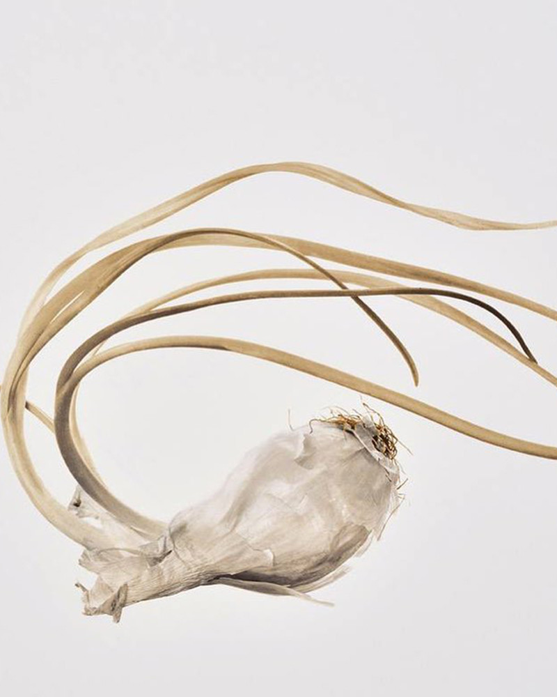 Denis Brihat garlic