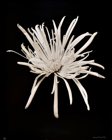 Denis Brihat - Chrysanthenum