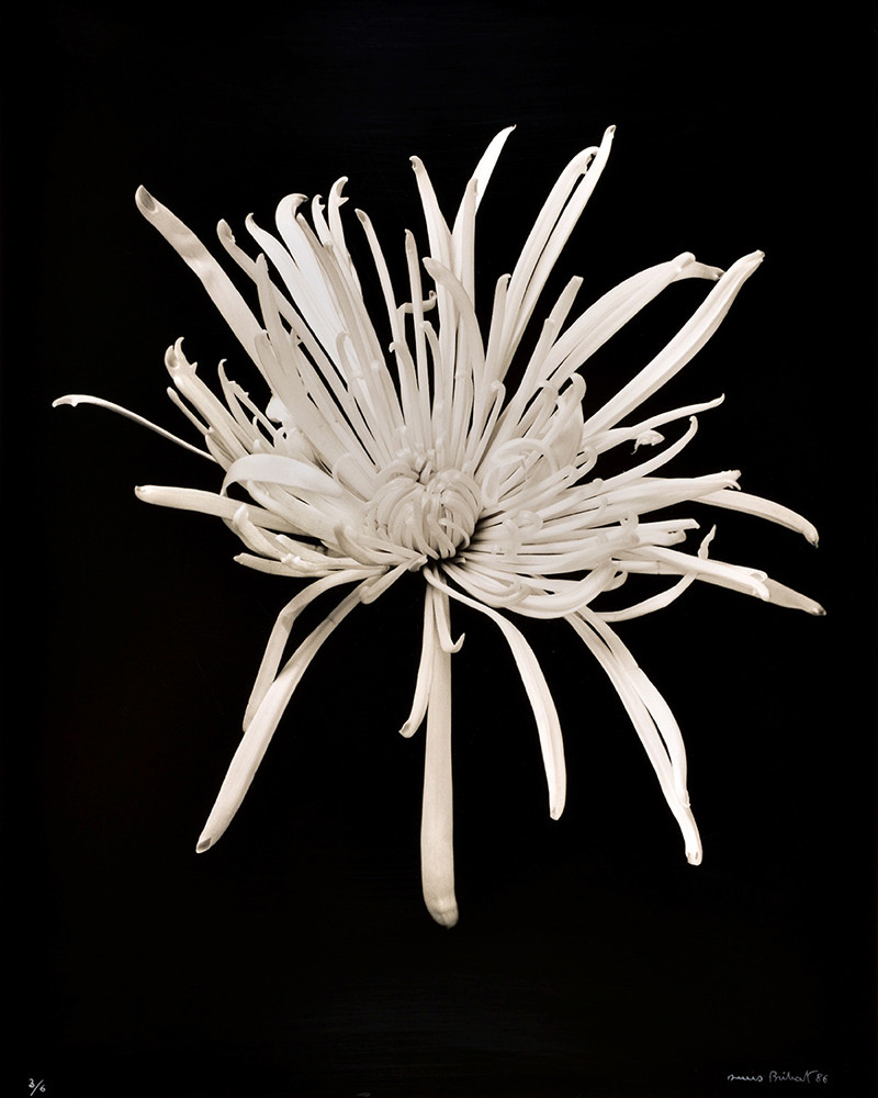 Denis Brihat - Chrysantheme