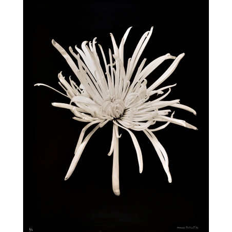 Denis Brihat - Chrysantheme