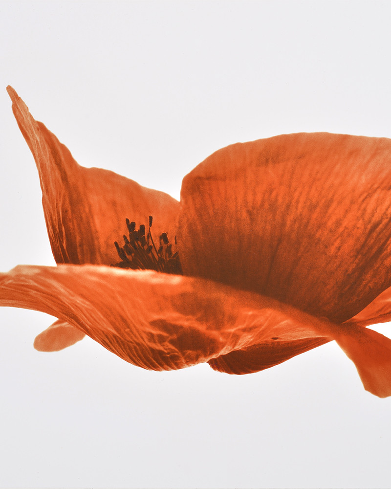 Denis Brihat - Photo Poppy