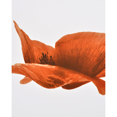 Denis Brihat - Photo Poppy