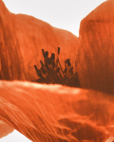 Denis Brihat - Photo Poppy