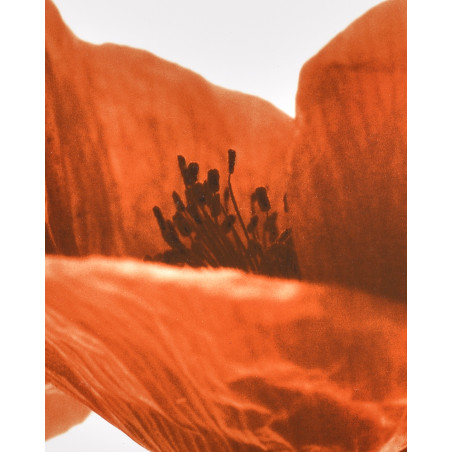 Denis Brihat - Photo Poppy