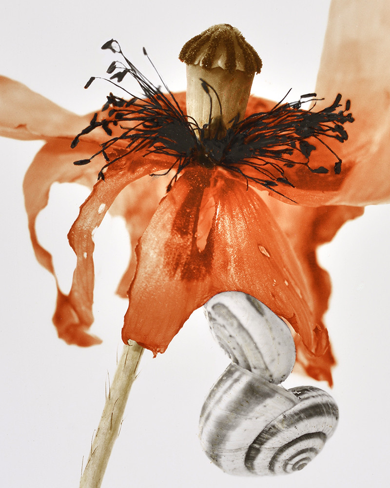 Denis Brihat - Photo Coquelicot et Escargot