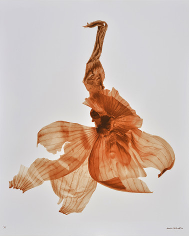 Denis Brihat - Oignon