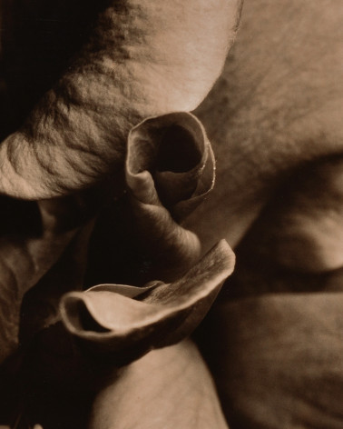 Denis Brihat - Photo Rose