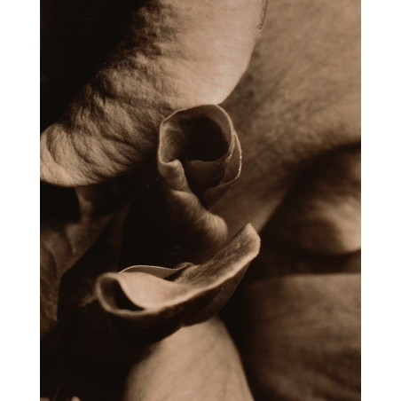 Denis Brihat - Photo Rose