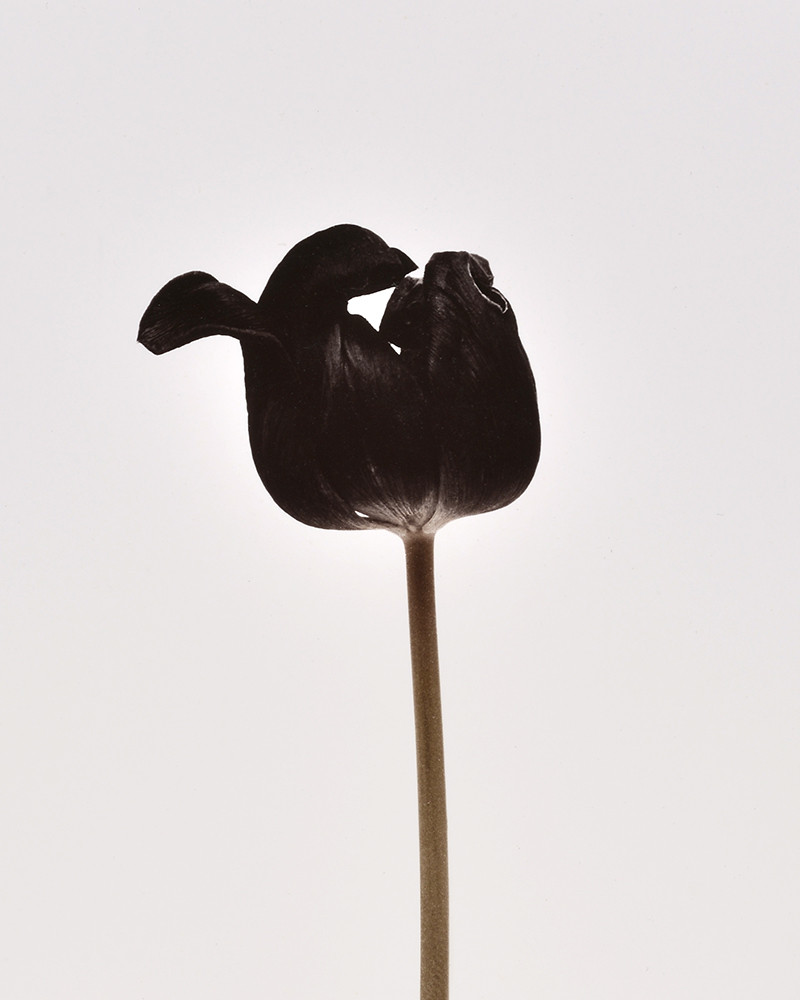 Denis Brihat - Photo Tulipe