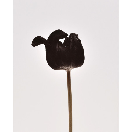 Denis Brihat - Photo Tulipe