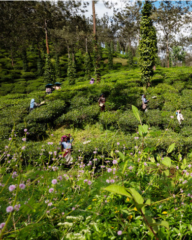 Jean-Luc Moreau Deleris - Tea Plantation