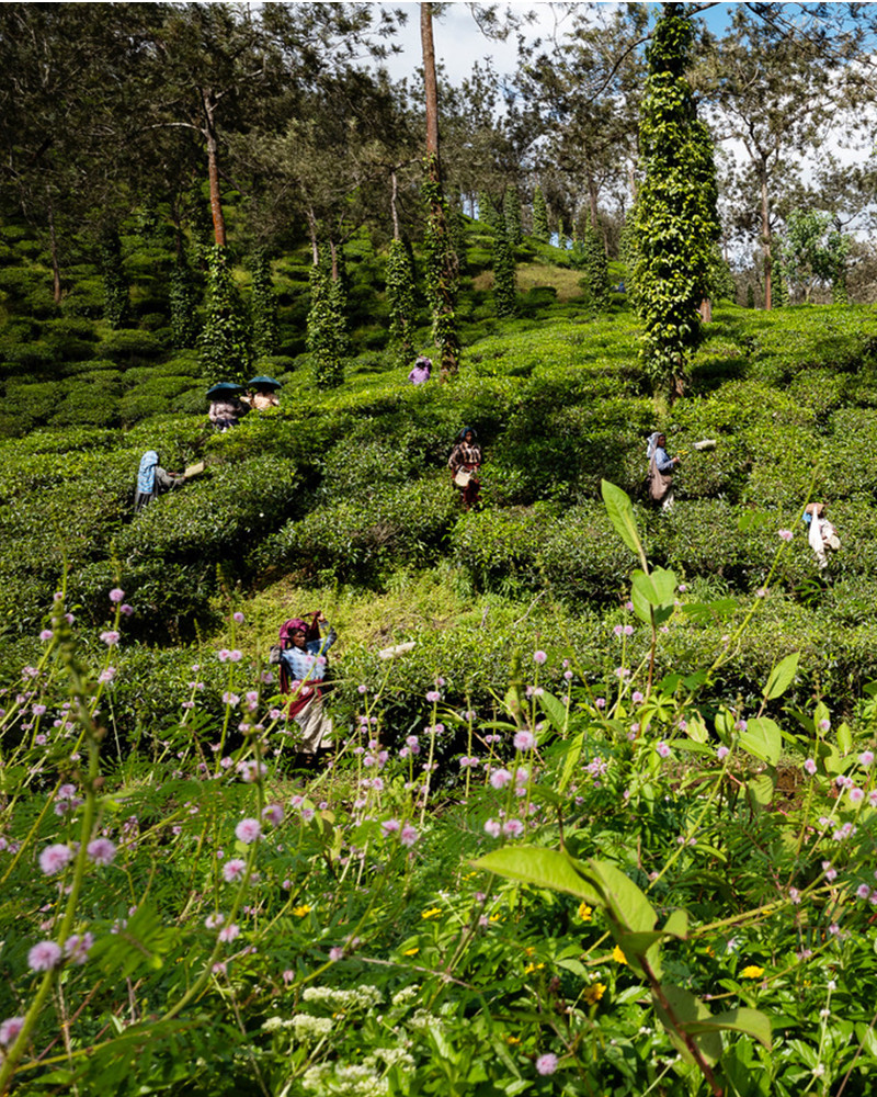 Jean-Luc Moreau Deleris - Plantation de thé.