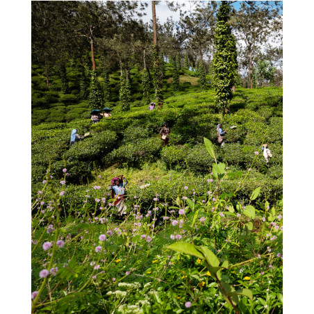 Jean-Luc Moreau Deleris - Plantation de thé.