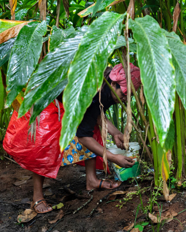 Jean-Luc Moreau Deleris - Cardamome Plantation