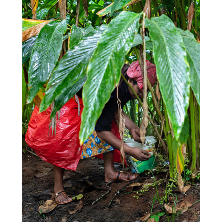 Jean-Luc Moreau Deleris - Cardamome Plantation