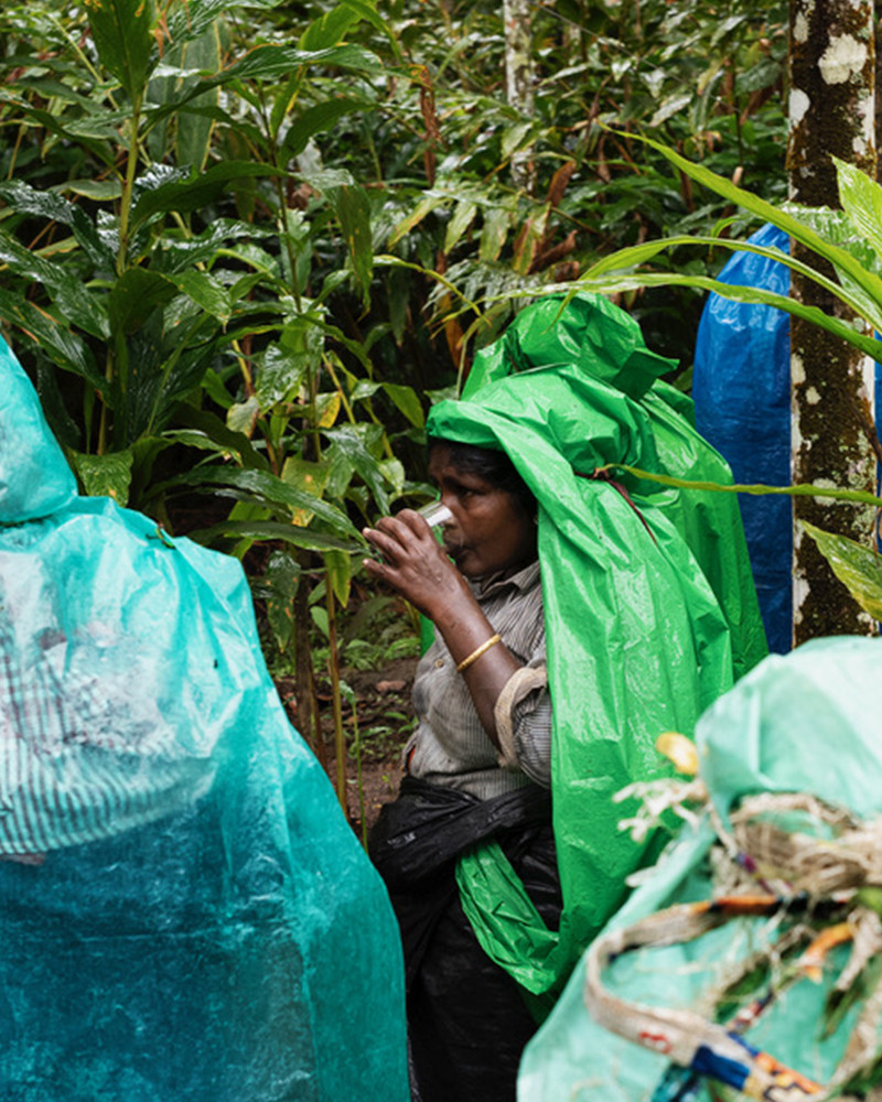 Jean-Luc Moreau Deleris - Plantation de Cardamome 2