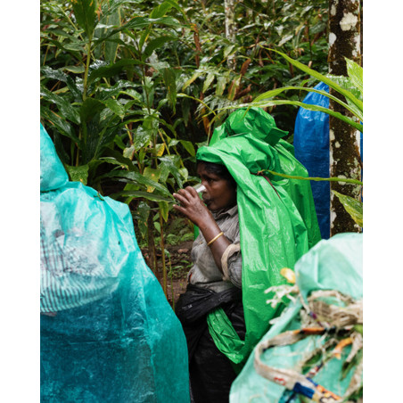 Jean-Luc Moreau Deleris - Plantation de Cardamome 2