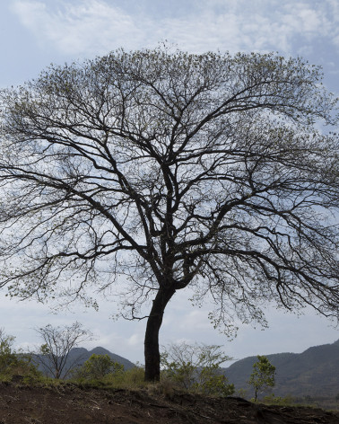 Hans Silvester - Photo arbre mémorable d'Ethiopie