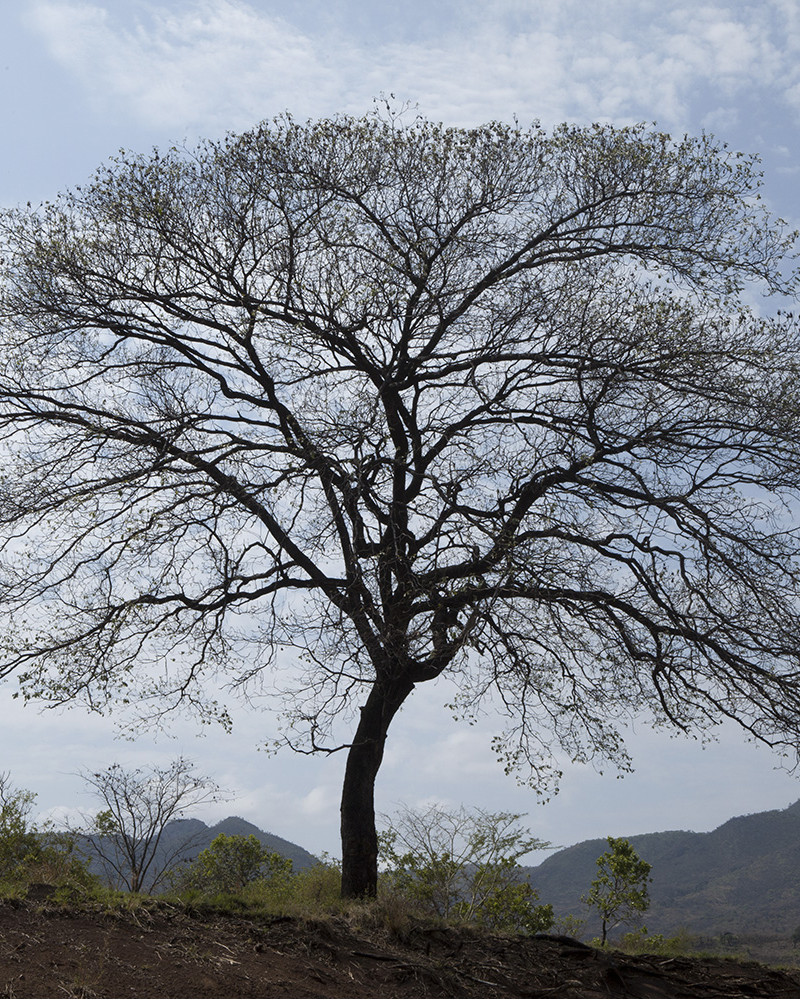 Hans Silvester -  Photo Ethiopian memorable tree
