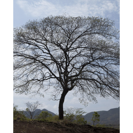 Hans Silvester - Photo arbre mémorable d'Ethiopie