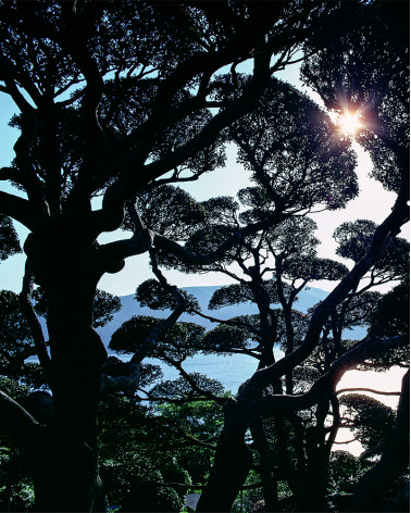 Hans Silvester - Photo Jardin japonais