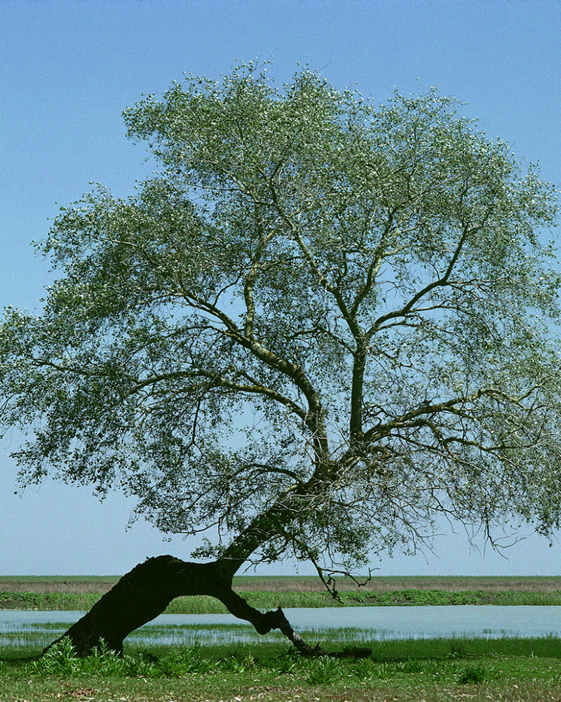 Hans Silvester - Photo arbre mémorable d'Andalousie
