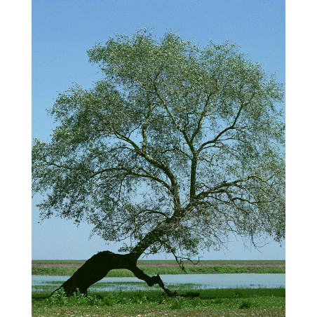 Hans Silvester - Photo arbre mémorable d'Andalousie