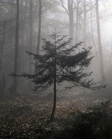 Hans Silvester -  Photo Pine tree in sunshine