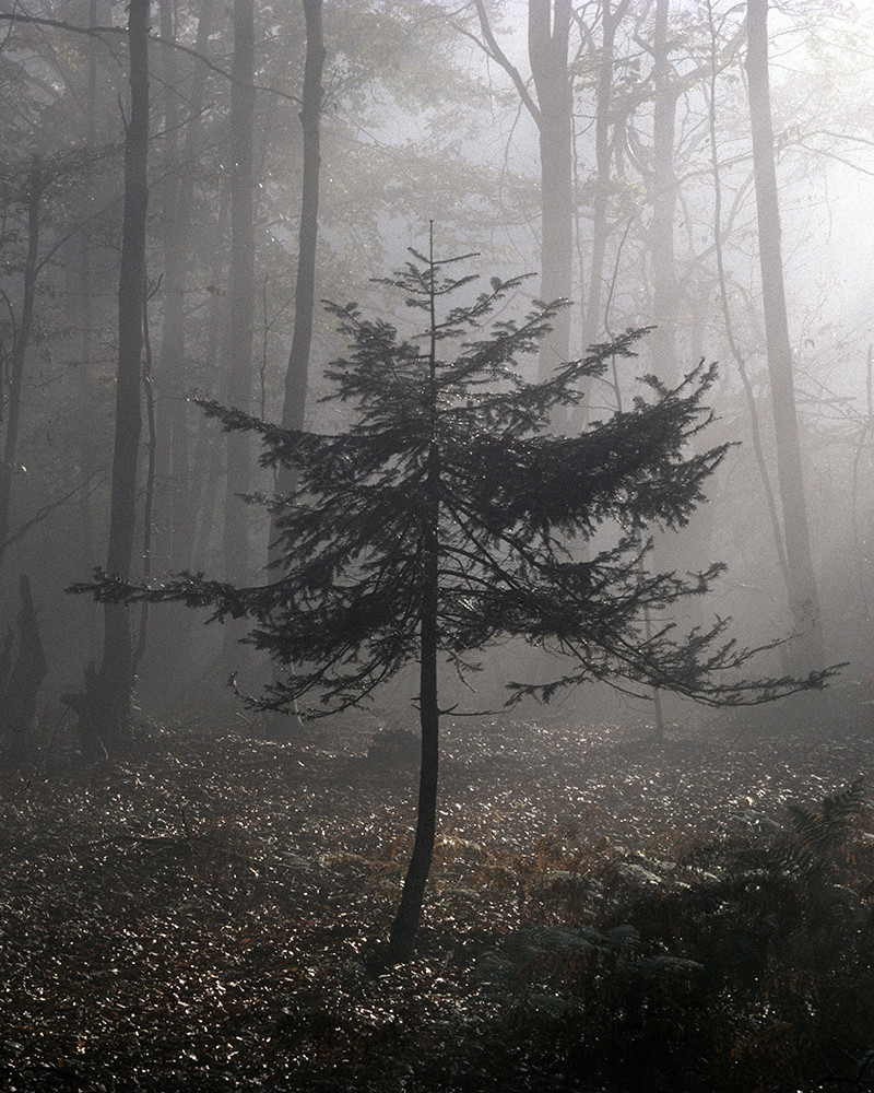 Hans Silvester -  Photo Pine tree in sunshine