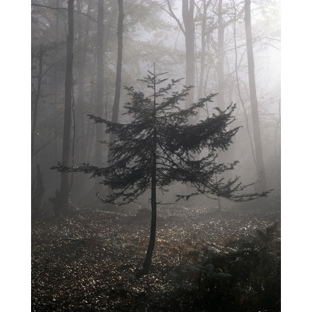 Hans Silvester -  Photo Pine tree in sunshine