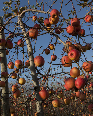 Hans Silvester -  Photo Apple trees with fruits