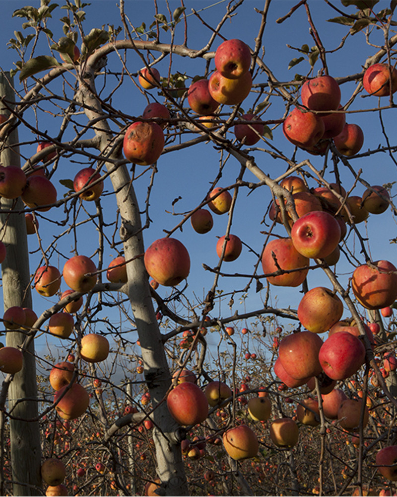 Hans Silvester -  Photo Apple trees with fruits