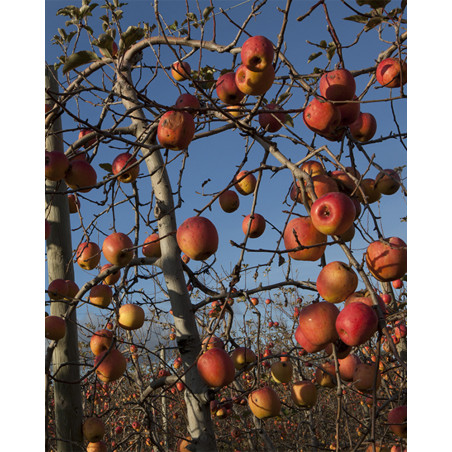 Hans Silvester - Photo Pommiers en fruits