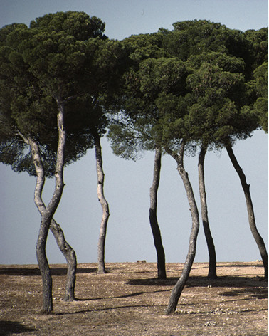 Hans Silvester - Photo pins mémorables