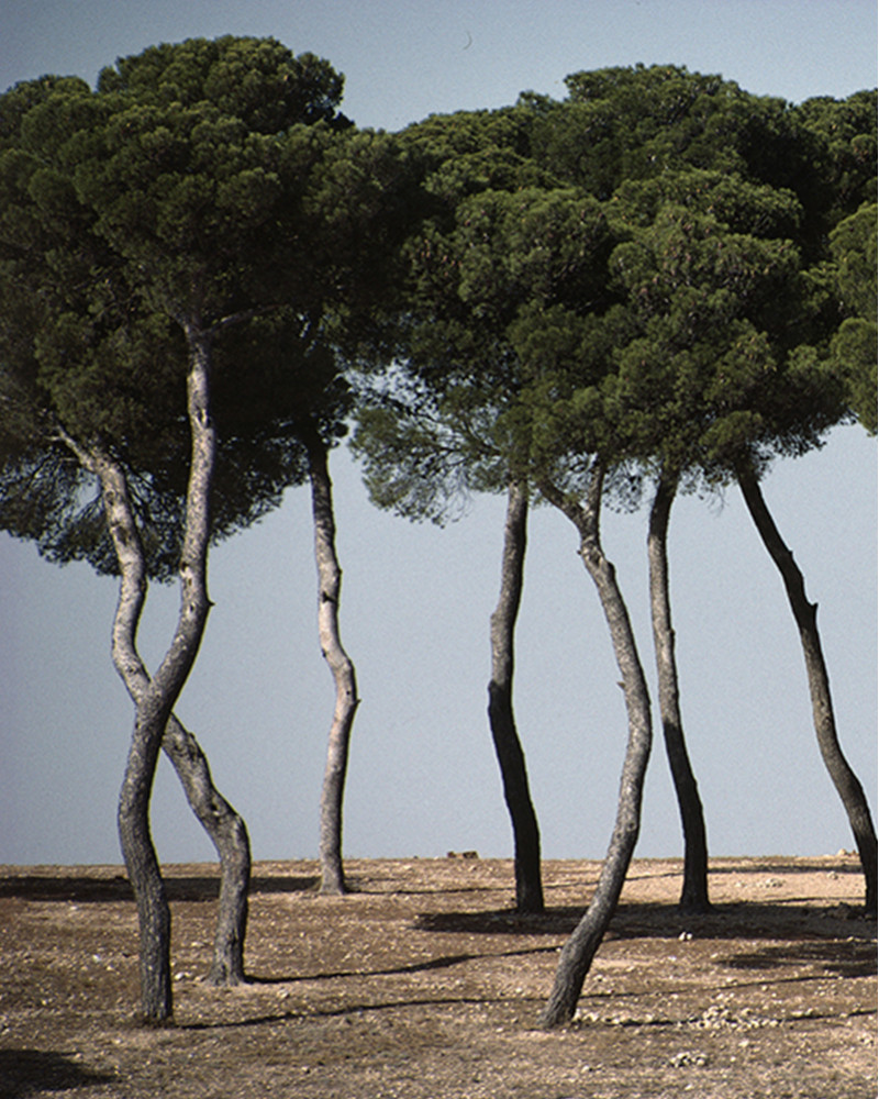 Hans Silvester -  Photo Memorable pine trees