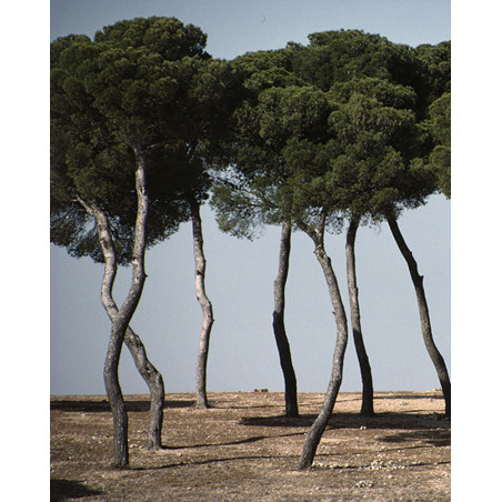 Hans Silvester -  Photo Memorable pine trees