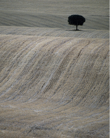 Hans Silvester - Photo Arbre mémorable d'Andalousie 1