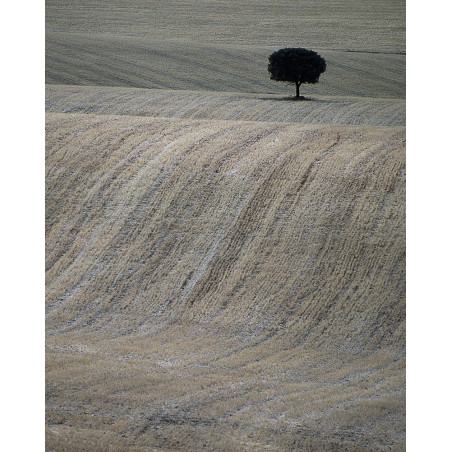 Hans Silvester -  Photo Memorable tree in South of Spain 1