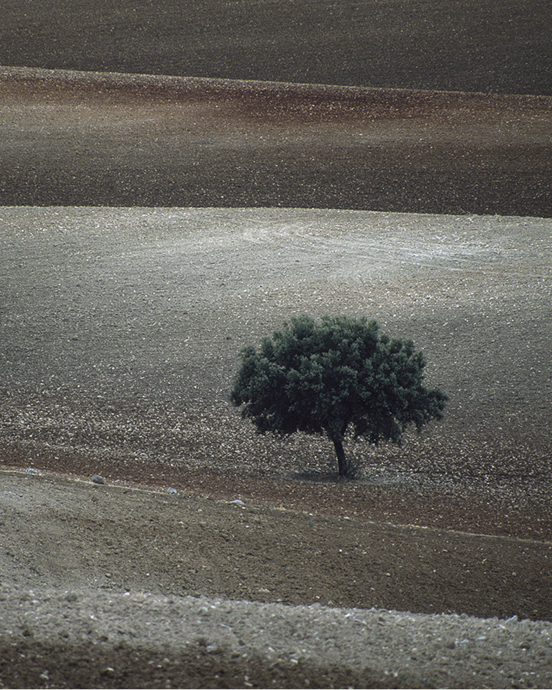 Hans Silvester -  Photo Memorable tree in South of Spain 2