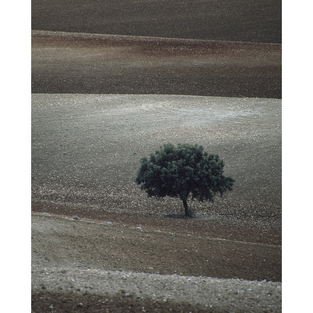 Hans Silvester -  Photo Memorable tree in South of Spain 2