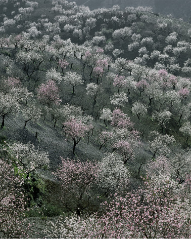 Hans Silvester -  Photo Memorable trees in South of Spain 3