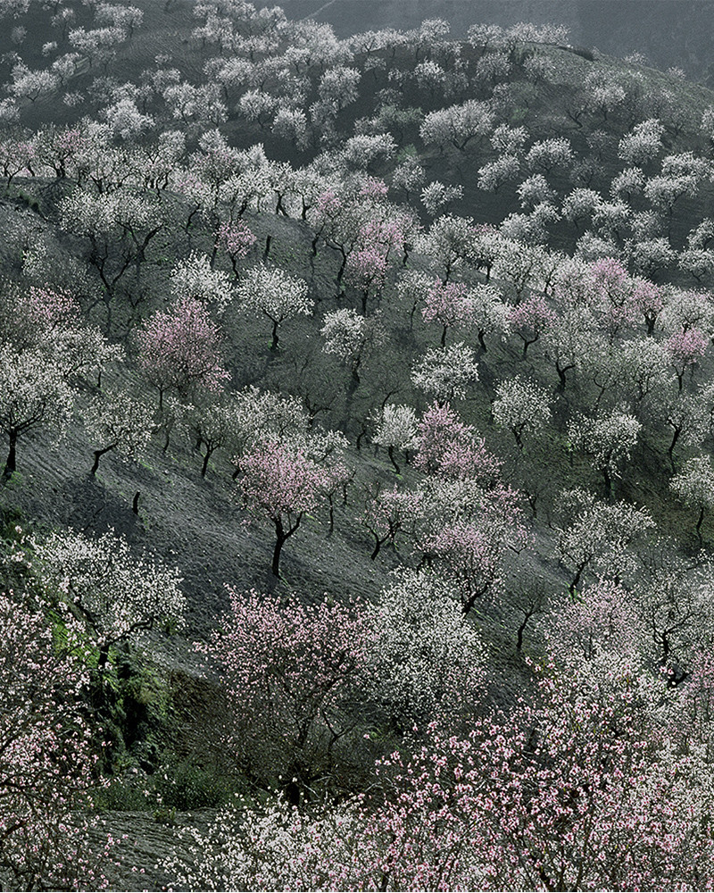 Hans Silvester - Photo Memorable trees in South of Spain 3 Hans Silvester - Photo Memorable trees in South of Spain 3