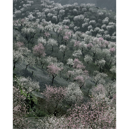 Hans Silvester -  Photo Memorable trees in South of Spain 3
