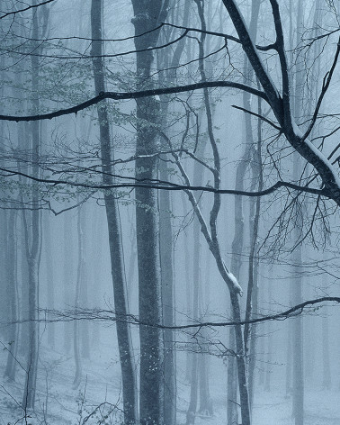 Hans Silvester -  Photo Forest in Winter