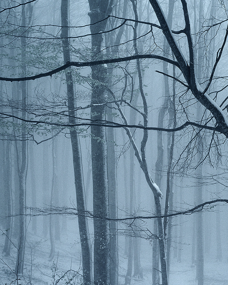 Hans Silvester - Photo Forêt sous la neige