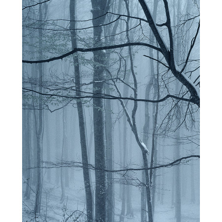 Hans Silvester -  Photo Forest in Winter