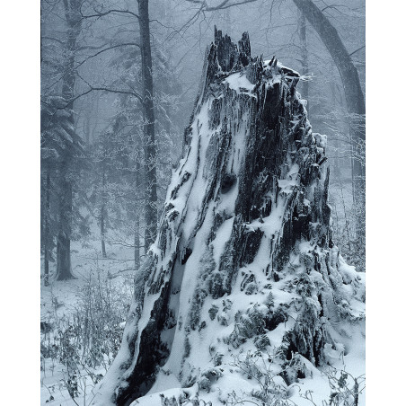 Hans Silvester -  Photo Stump under the snow