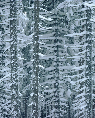 Hans Silvester -  Photo Larches in Winter