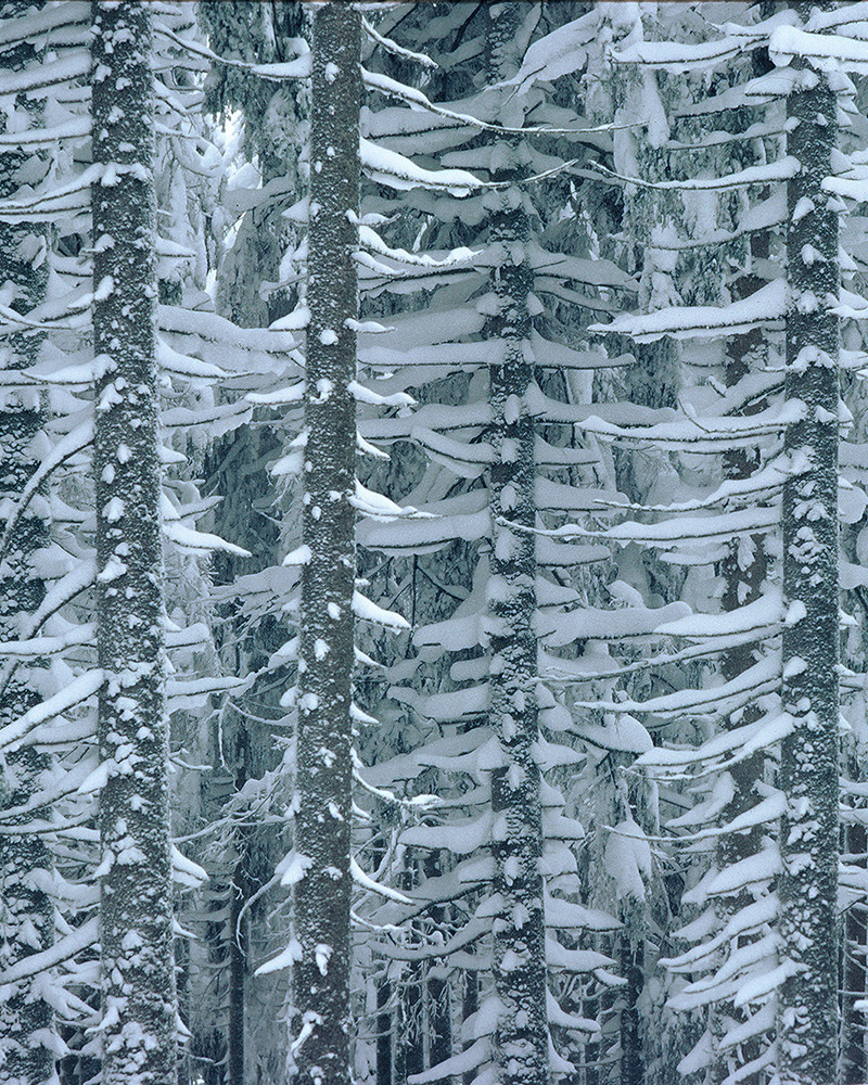 Hans Silvester -  Photo Larches in Winter